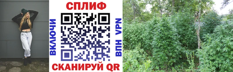 Купить  Ардатов  Конопля сатива 